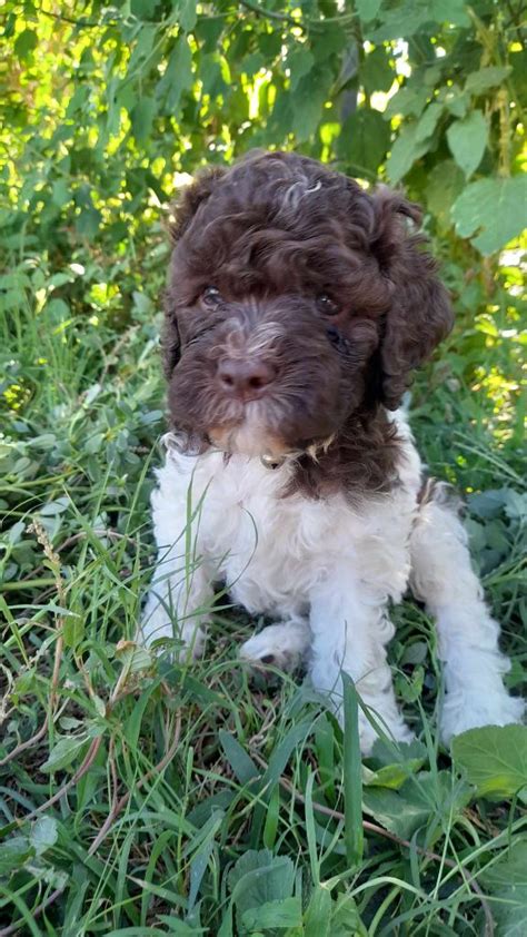 Chiot Elevage De La Maison Des Tartarin Eleveur De Chiens Lagotto