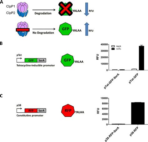 Reporter Strains And Assays A Reporter Assay Principle Under