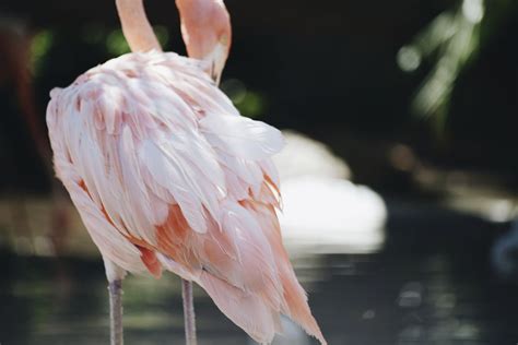 Closeup pink flamingo zoo | Free Photo - rawpixel