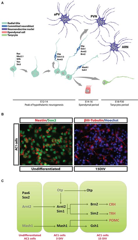 Differentiation Of Hypothalamic Npcs During Development A At