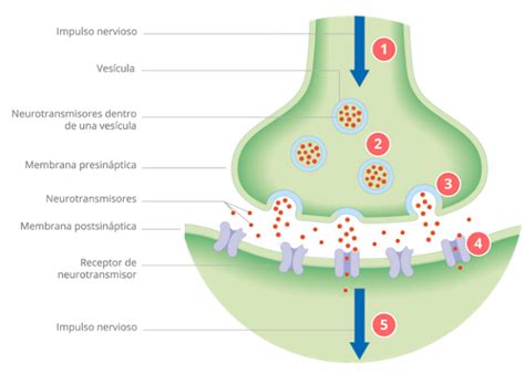 La Neurotransmision Y El Tdah