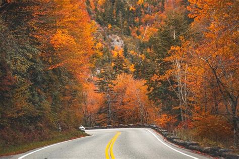 Premium Photo | Autumn forest autumn road