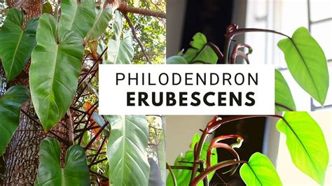 Philodendron Erubescens Care And Propagation YouTube