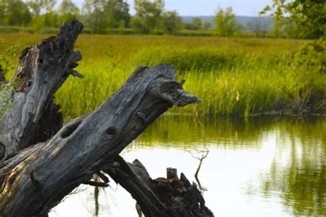 snags center  humans nature