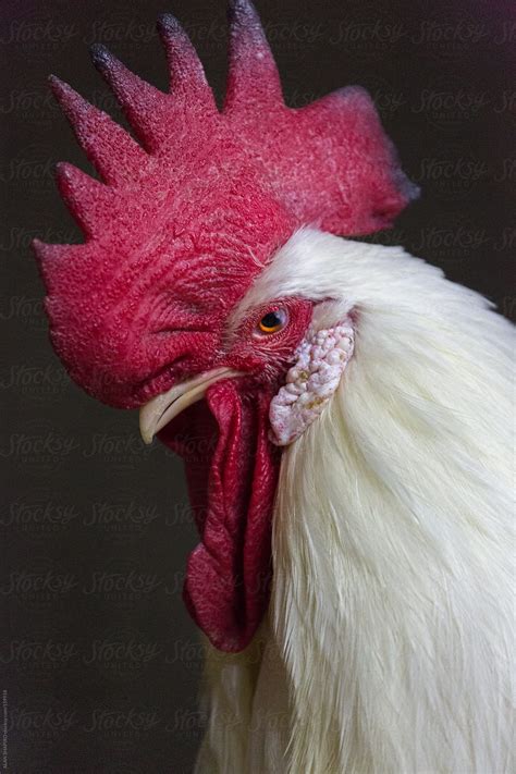 White Leghorn Rooster