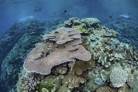 Colorful Reef Building Corals Grow Photograph By Ethan Daniels Fine