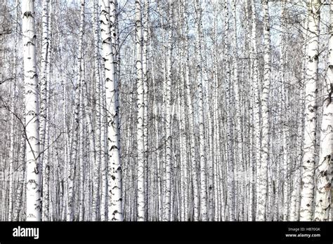 Birch Trees Background Stock Photo Alamy