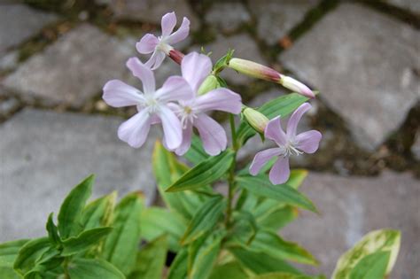 Plant Guide Soapwort Bees And Roses