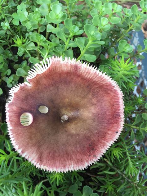 Pin By Judy Stephenson On Fabulous Fungi Stuffed Mushrooms Fungi Mushroom Fungi