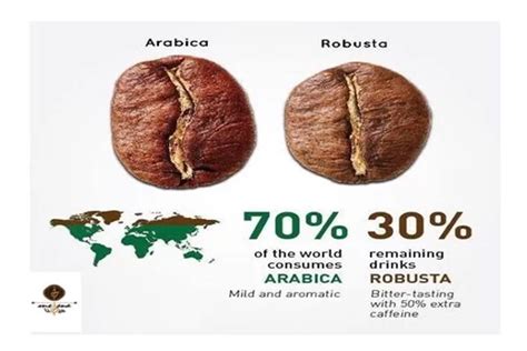 Kopi Robusta Dan Arabika Mana Yang Lebih Baik Bagi Kesehatan Watyutink