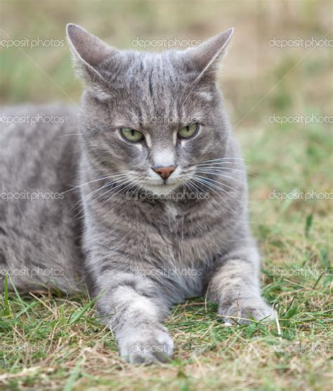 Gray kitten playing outdoors — Stock Photo © palinchak #35866145