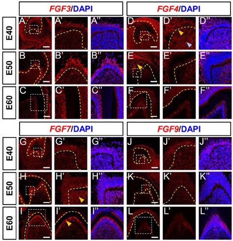 Dynamic Expression Of Genes Encoding Fgf Ligands During Morphogenesis