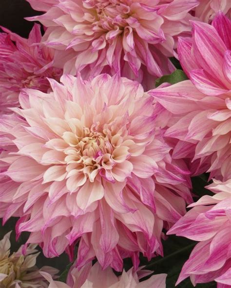 Dahlia Cafe Au Lait Royal