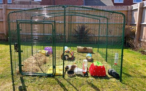 Outdoor Guinea Pig Run Large Outdoor Guinea Pig Enclosure Omlet