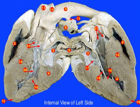 Sheep Heart - Internal Anatomy Diagram | Quizlet