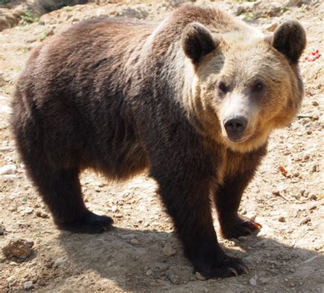 Volunteering with bears review: Natasha's experiences