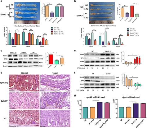 Sphk Tg Mice Demonstrate Resistance To Fu Therapy Due To Their High