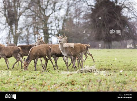 Studley royal deer park winter hi-res stock photography and images - Alamy