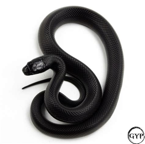 Mexican Black Kingsnake – Gopher Your Pet