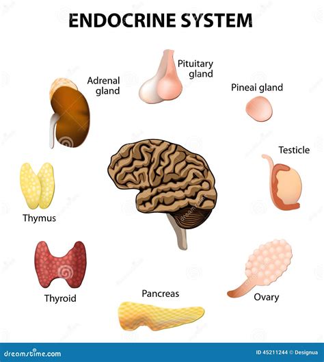 Endocrine System Set Icons Stock Vector Image 45211244