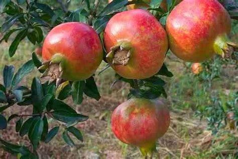 La Granada Fruta En El Mediterr Neo Blog De Granavida