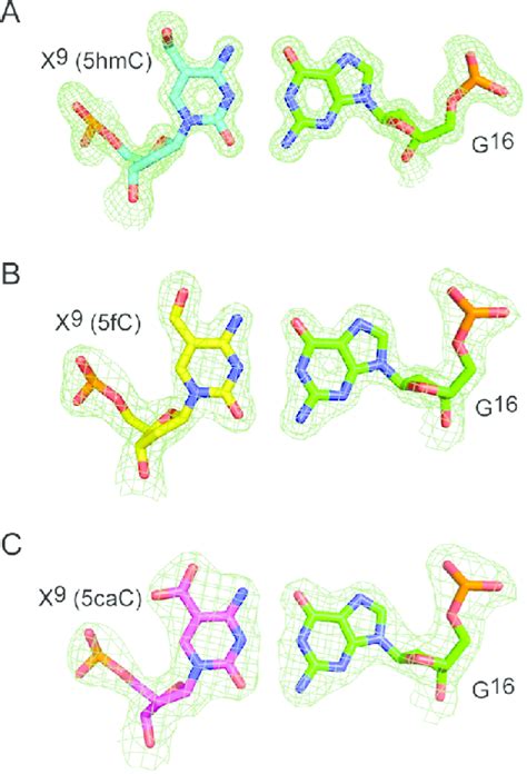 Fourier 2f O − F C Sum Electron Density Contoured At The 10σ Level Download Scientific