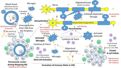 Multiple Sclerosis Research: Oligoclonal bands: what are they doing?