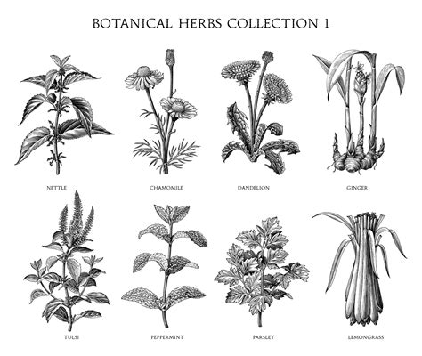 Herbs Clipart Burnet Herb Black White Outline Clipart Classroom Clipart