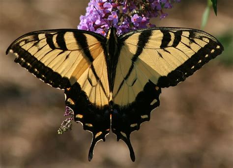 HD wallpaper: Eastern Tiger Swallowtail,Papilio glaucus Butterfly, bugs, easter tiger ...