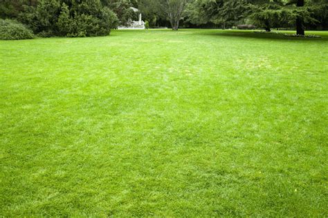 5 Tips To Follow To Have Lush Green Grass All Year | Blogs