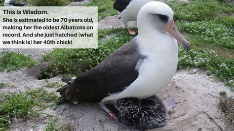 Albatross Fun Facts - Pacific Beach Coalition