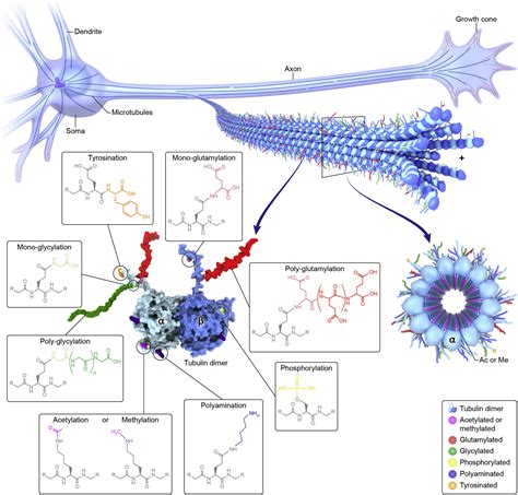 The Tubulin Code In Microtubule Dynamics And Information Encoding