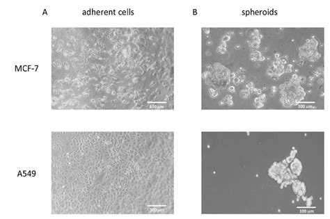 Phase Contrast Pictures Of Mcf 7 And A549 Cell Lines Grown Under