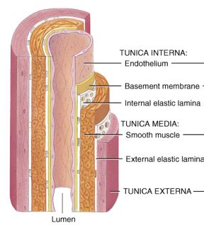 Chapter Cardiovascular System Blood Vessels Hemodynamics