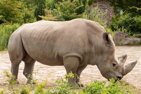 Rhino eating leaves stock photo. Image of abstract, national - 33119248