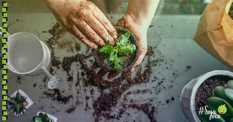 Como Fazer Drenagem Em Vasos Ecojardim Empresa De Jardinagem