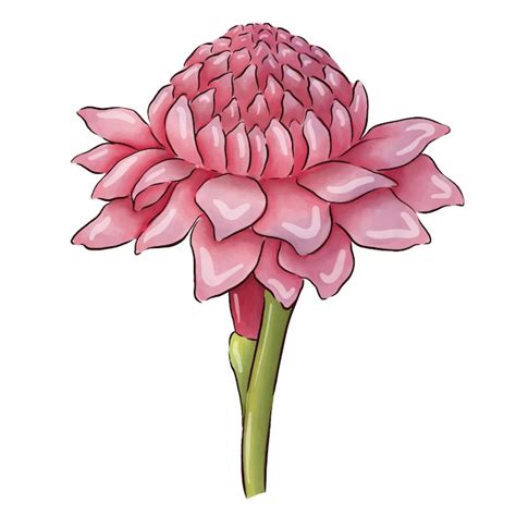 Un Dibujo De Una Flor Y Un Capullo De Una Flor Roja Vector Premium