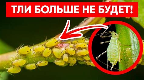 ТЛЯ БОИТСЯ ЭТОГО СИЛЬНЕЕ ОГНЯ! Супер Лучшее Средство от Тли Без Химии ...