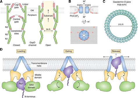 Membrane Translocation Of Folded Proteins Journal Of Biological Chemistry