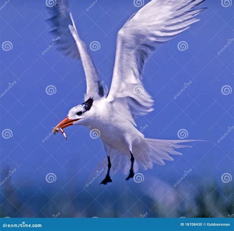 Royal Tern In Flight Stock Photo Image Of Bird Flying 18708430