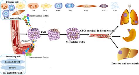 Frontiers The Role Of Tumor Microenvironment In Invasion And