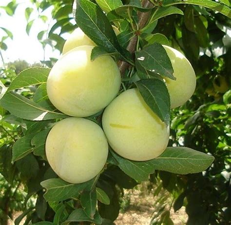 Albero Di Susino Simile Prunus Domestica Goccia D Oro Pianta Vera