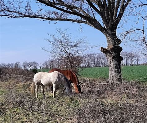 Lente Tijd Voor Een Nieuwe Belofte Aan Mezelf Equi Mare