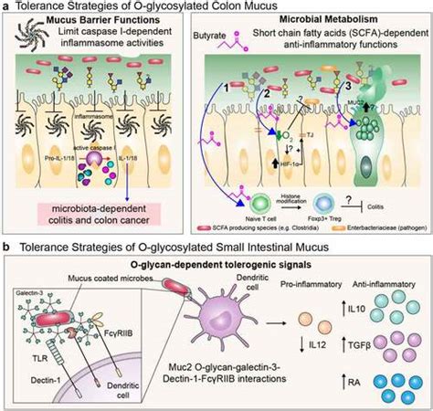 Full Article The Barrier And Beyond Roles Of Intestinal Mucus And