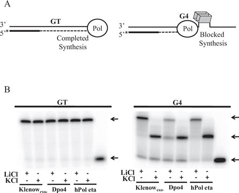 Figure From Response Of Sulfolobus Solfataricus Dpo Polymerase In