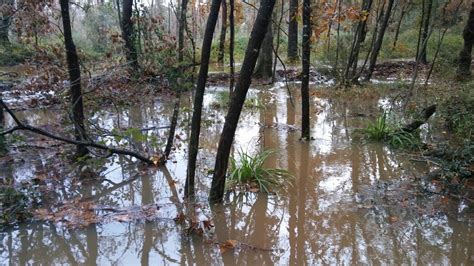 La Natura A La Baixa Tordera Comenen A Inundar Se Molts Sectors De La