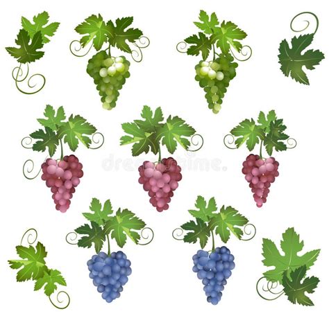 Conjunto De Diversas Uvas Con Las Hojas Verdes Ilustración del Vector