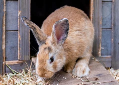 Small Furry Pets Available For Adoption In Riverside Stacker