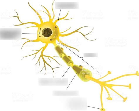 Neurons Diagram Quizlet