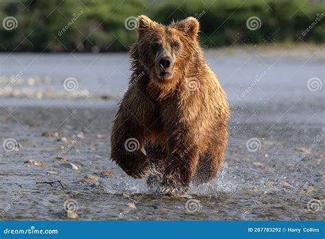 Brown Bear Fishing For Salmon In Alaksa Stock Photo Image Of Katmai